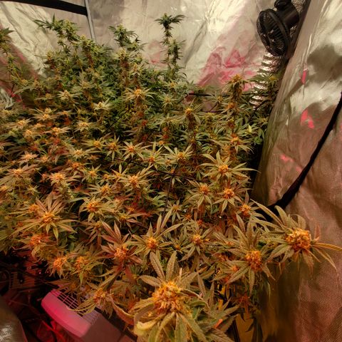Durbin Poison  growlog timeline photo