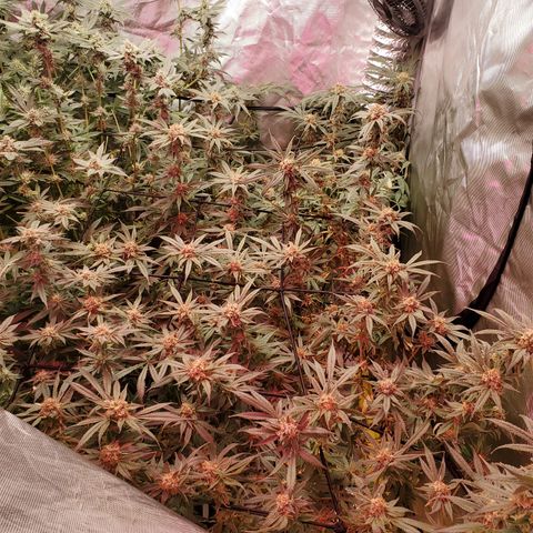 Durbin Poison  growlog timeline photo