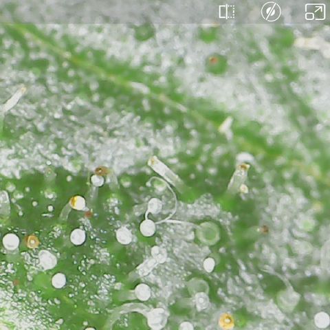 Durbin Poison  growlog photo: Getting a little cloudy. 