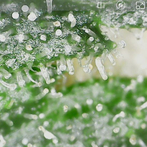Durbin Poison  growlog photo: Getting a little cloudy. 