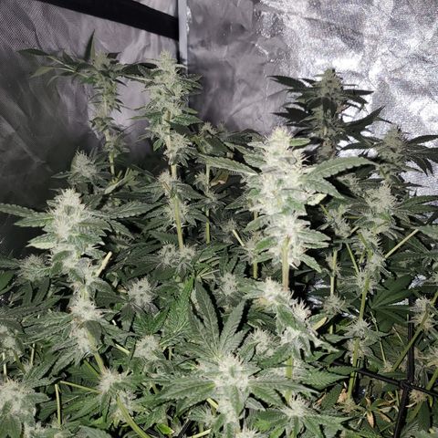 Crescendo growlog timeline photo