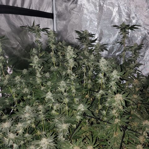 Crescendo growlog timeline photo