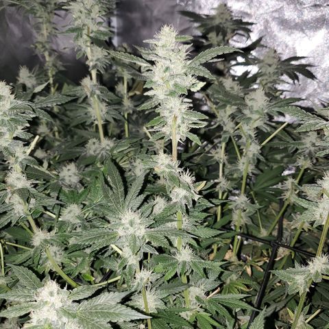 Crescendo growlog timeline photo