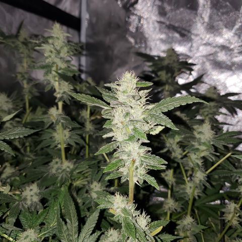 Crescendo growlog timeline photo