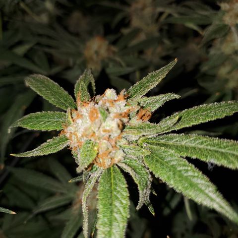 Durbin Poison  growlog timeline photo