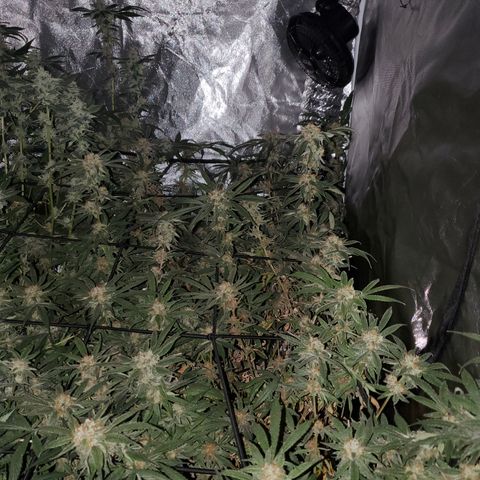 Durbin Poison  growlog timeline photo