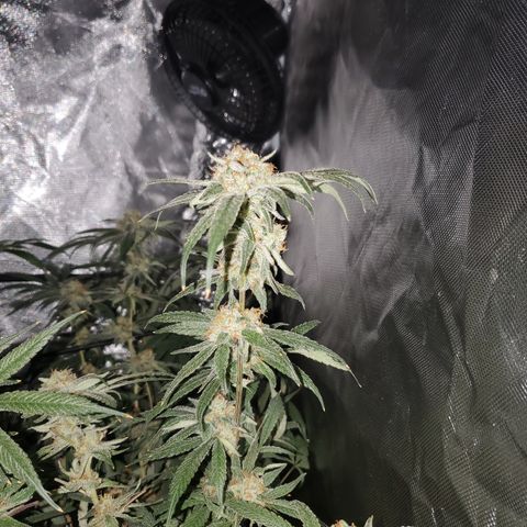 Durbin Poison  growlog timeline photo