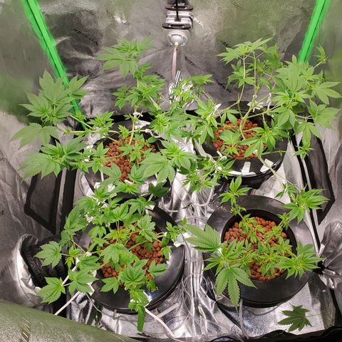 Blueberry Headband growlog timeline photo