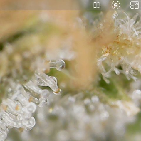 Crescendo growlog timeline photo