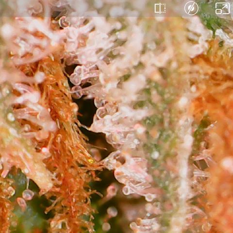 Durbin Poison  growlog timeline photo