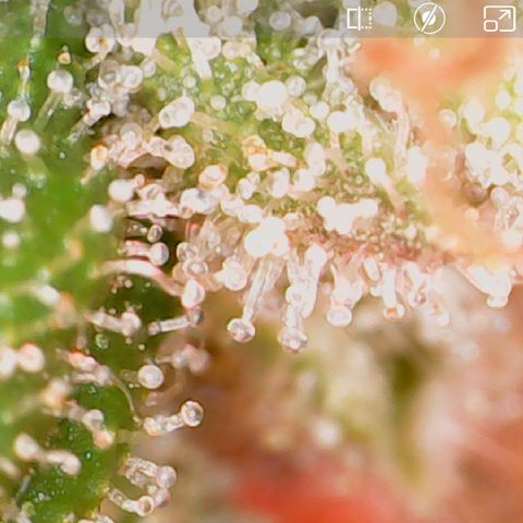 Durbin Poison  growlog timeline photo