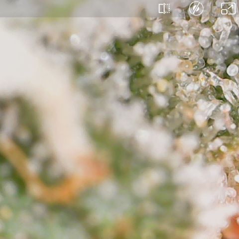Crescendo growlog timeline photo
