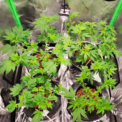 Blueberry Headband growlog timeline photo