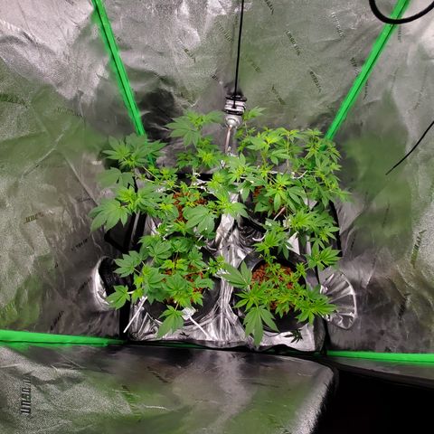 Blueberry Headband growlog timeline photo