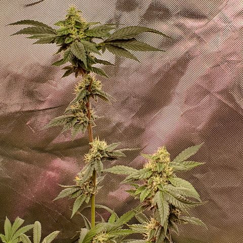 Crescendo growlog timeline photo