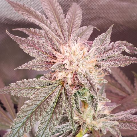 Crescendo growlog timeline photo