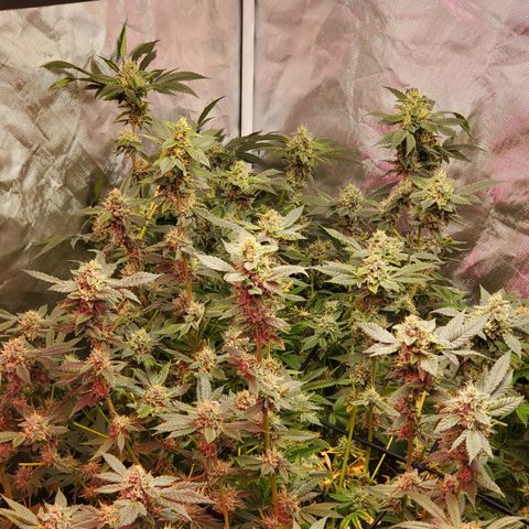 Crescendo growlog timeline photo