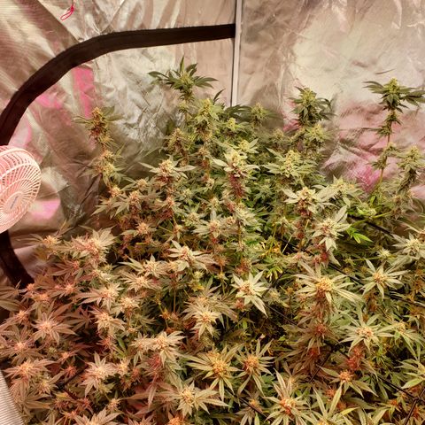 Crescendo growlog timeline photo