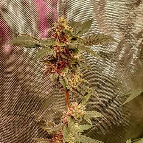Crescendo growlog timeline photo