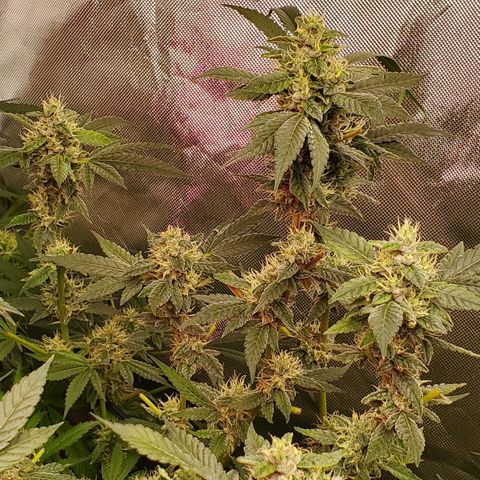 Crescendo growlog timeline photo