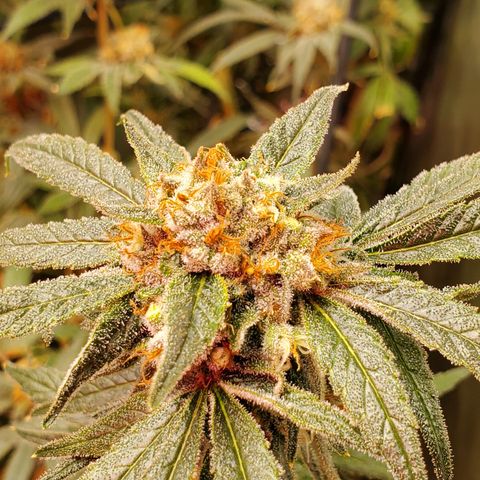 Durbin Poison  growlog timeline photo