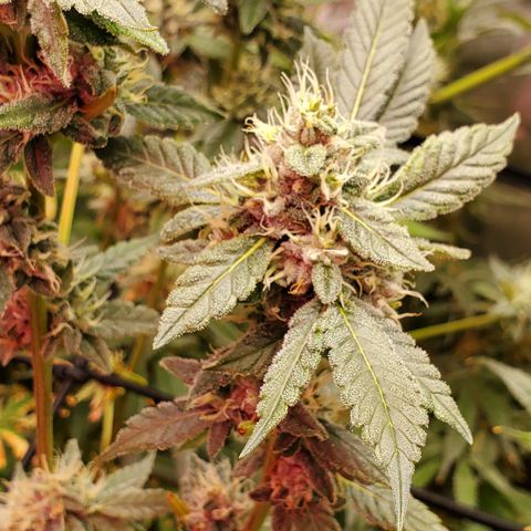 Crescendo growlog timeline photo