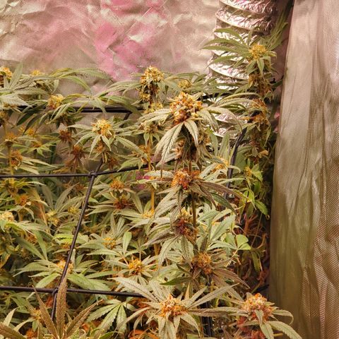 Durbin Poison  growlog timeline photo