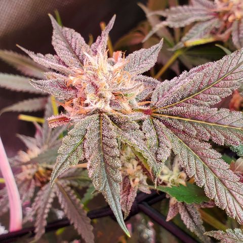 Crescendo growlog timeline photo
