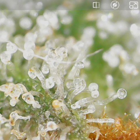 Durbin Poison  growlog timeline photo