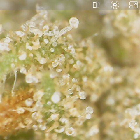 Durbin Poison  growlog timeline photo