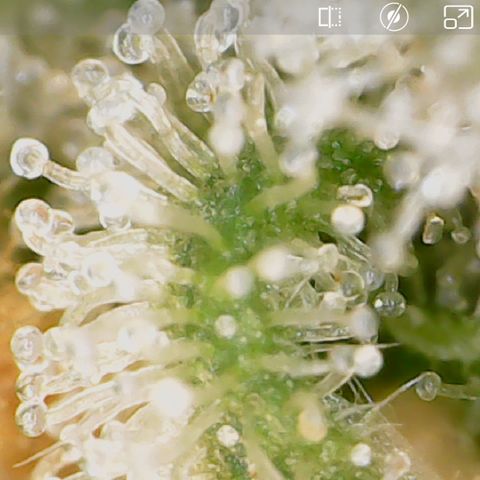 Durbin Poison  growlog timeline photo