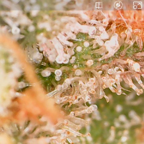 Durbin Poison  growlog timeline photo