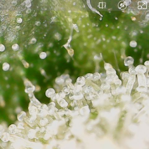 Crescendo growlog timeline photo