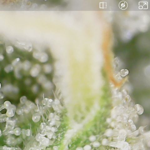 Crescendo growlog timeline photo