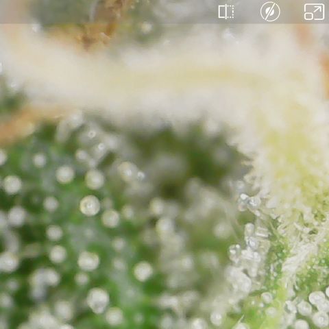 Crescendo growlog timeline photo