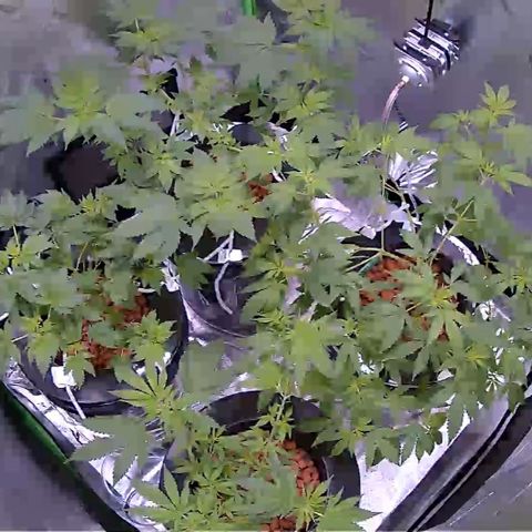 Blueberry Headband growlog timeline photo