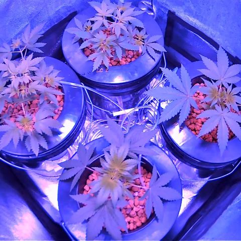 Lucky Charms growlog timeline photo