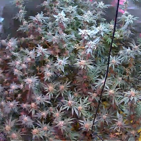 Crescendo growlog timeline photo