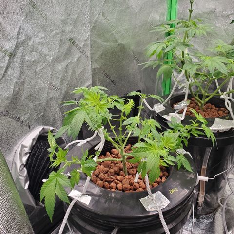 Blueberry Headband growlog timeline photo