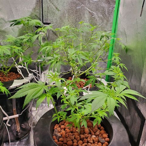 Blueberry Headband growlog timeline photo