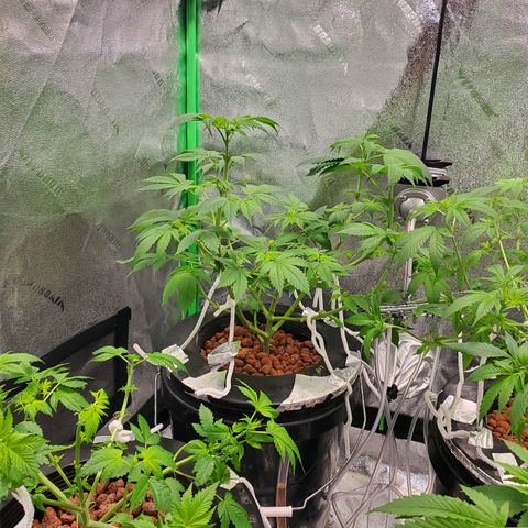 Blueberry Headband growlog timeline photo