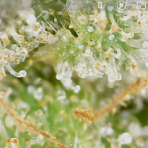 Durbin Poison  growlog timeline photo