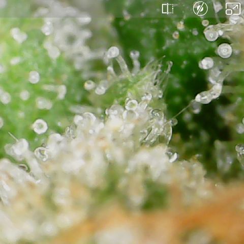 Durbin Poison  growlog timeline photo