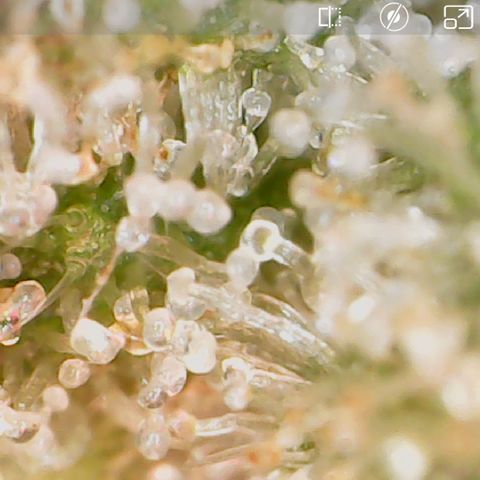 Durbin Poison  growlog timeline photo