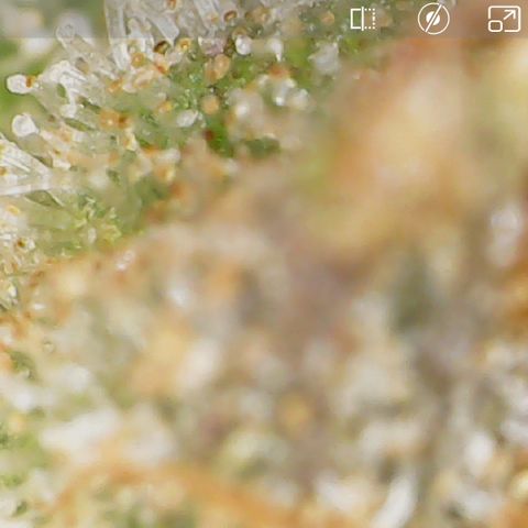 Durbin Poison  growlog timeline photo