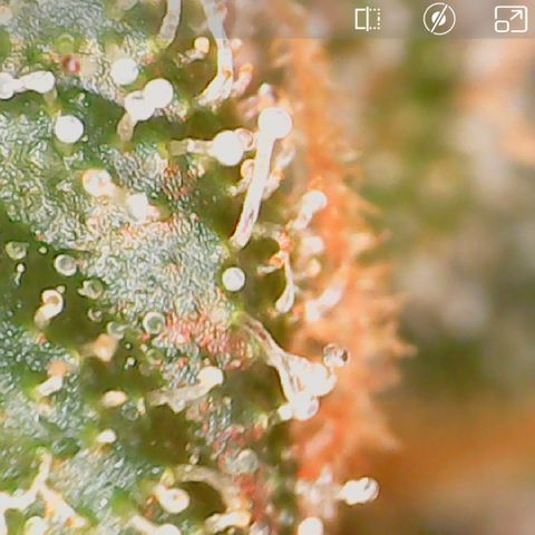 Durbin Poison  growlog timeline photo