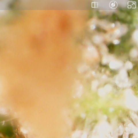 Durbin Poison  growlog timeline photo
