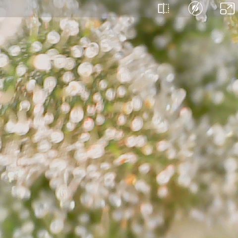 Crescendo growlog timeline photo