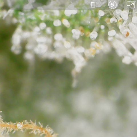 Crescendo growlog timeline photo