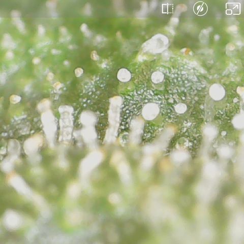 Crescendo growlog timeline photo
